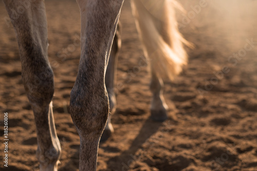 horse legs on sunset photo