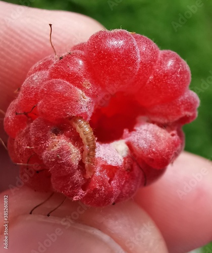 raspberry in hand