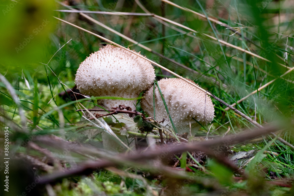 Wald im Herbst Wald im Herbst