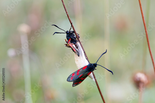 Zygaena filipendulae - The only British burnet moth with six red spots on each forewing. Nature macro with selective focus of emerging moths and mating.