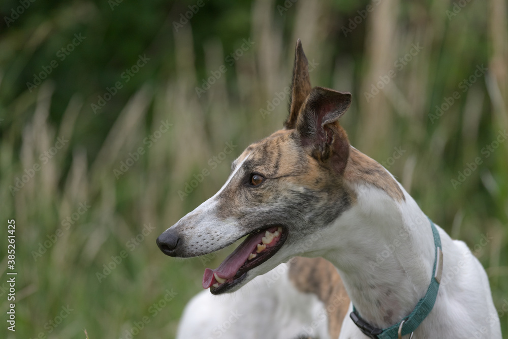 Pet brindle and white greyhound portrait as she looks to the left.