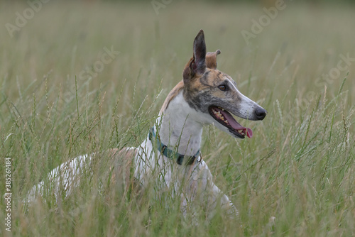 Full body elegant image of a greyhound dog sitting in an open field
