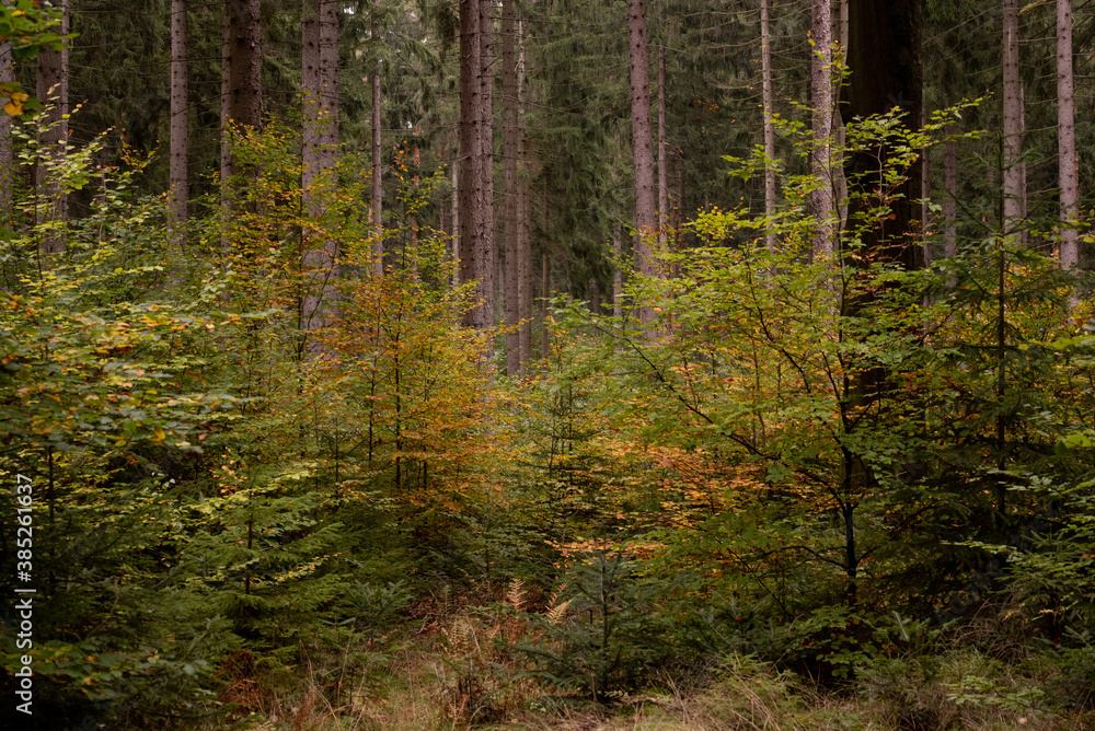 Fototapeta premium Wald im Herbst