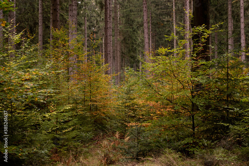 Wald im Herbst