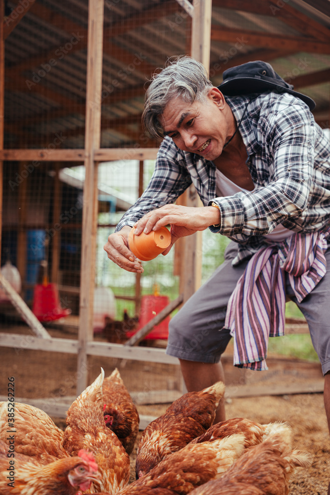 Asian elderly farmer feeding chicken with grain at local countryside farm.