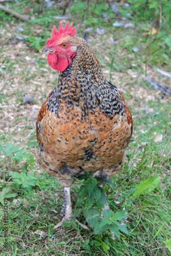 Speckeled rooster standing on pasture photo