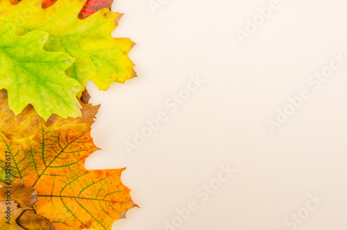 Beautiful bright autumn leaves on white background on the side with copy space. Beautiful autumn background with copy space