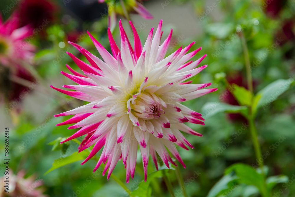 Dahlie in Nahaufnahme