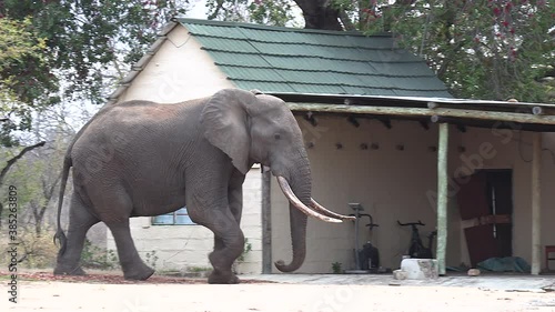 Lone elephant bull with large tusks walks past house in small village