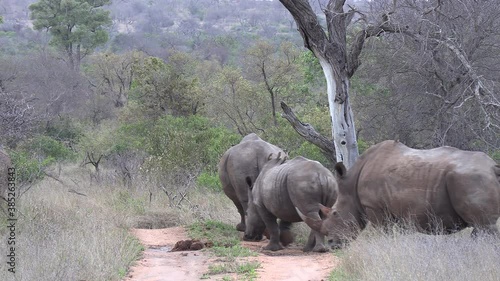 Group of rhinos walk slowly by dirt road in South African bushland