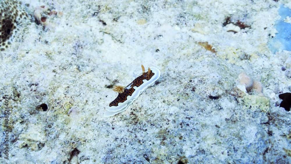 Tiny beautiful nudibranch on the reef in maldives Tiny beautiful nudibranch on the reef in maldives