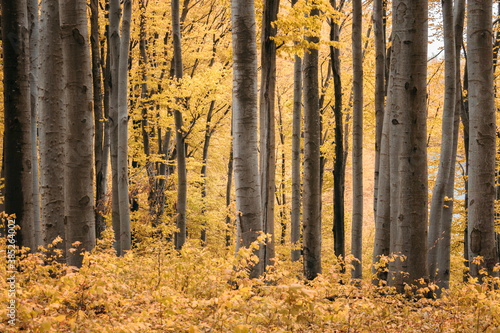 autumn leaves and vivid colors in forest