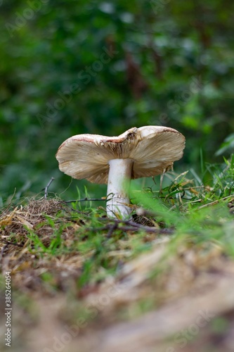 mushroom in the forest