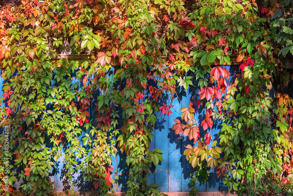 Old wooden blue fence covered with autumn bright red-yellow and green ivy. Vintage garden fence in autumn.