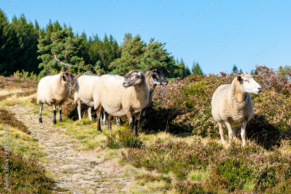 sheep farming in mountain pasture sheep farming in mountain pasture