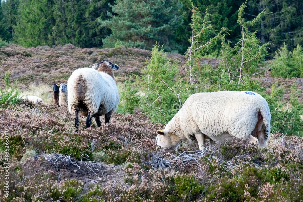 sheep farming in mountain pasture sheep farming in mountain pasture