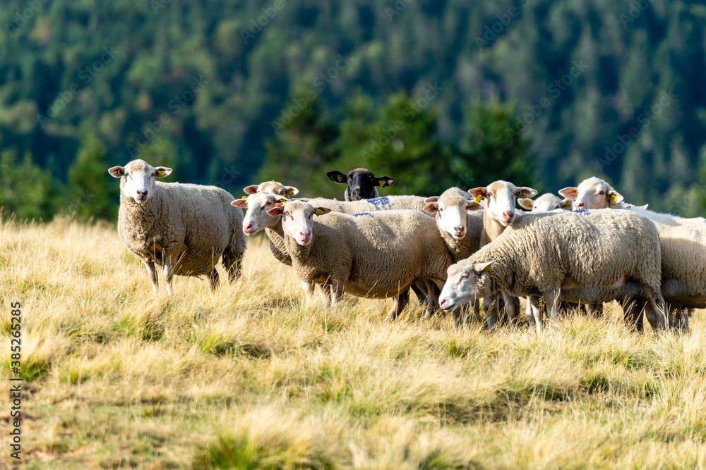 Obraz premium sheep farming in mountain pasture