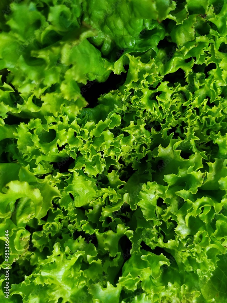 fresh lettuce fresh lettuce
