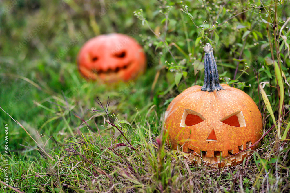 Halloween pumpkins in a forest clearing in the thick grass on an autumn day. Great spooky symbol of Halloween Halloween pumpkins in a forest clearing in the thick grass on an autumn day. Great spooky symbol of Halloween