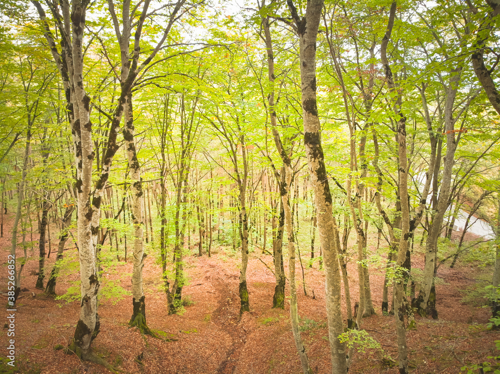 Many trees with green leafs in Sabaduri forest in october, Tbilisi national park. Forests in Georgia. Many trees with green leafs in Sabaduri forest in october, Tbilisi national park. Forests in Georgia.