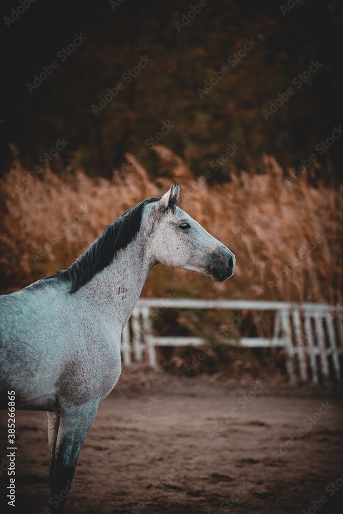 Obraz premium portrait of a white horse
