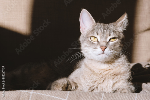 A beautiful striped gray cat with yellow eyes. A domestic cat lies on the couch under a beige plaid. The cat in the home interior. Image for veterinary clinics, sites about cats.
