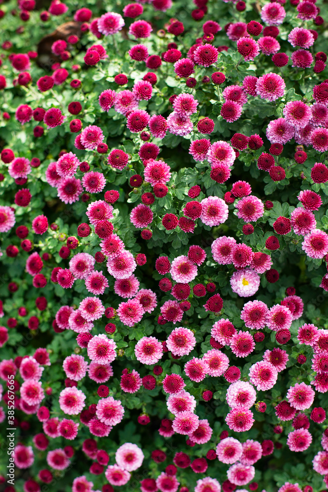 Close up of pink floral. Flower background Close up of pink floral. Flower background