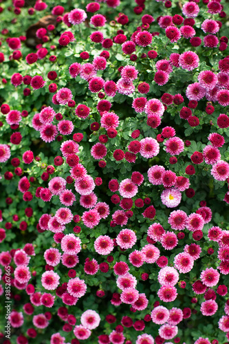 Close up of pink floral. Flower background