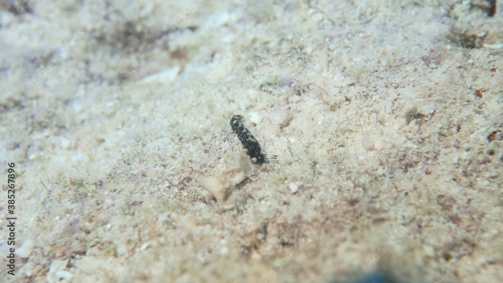 Tiny beautiful nudibranch on the reef in maldives Tiny beautiful nudibranch on the reef in maldives