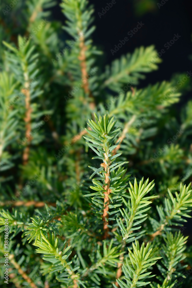 Serbian spruce Karel Serbian spruce Karel