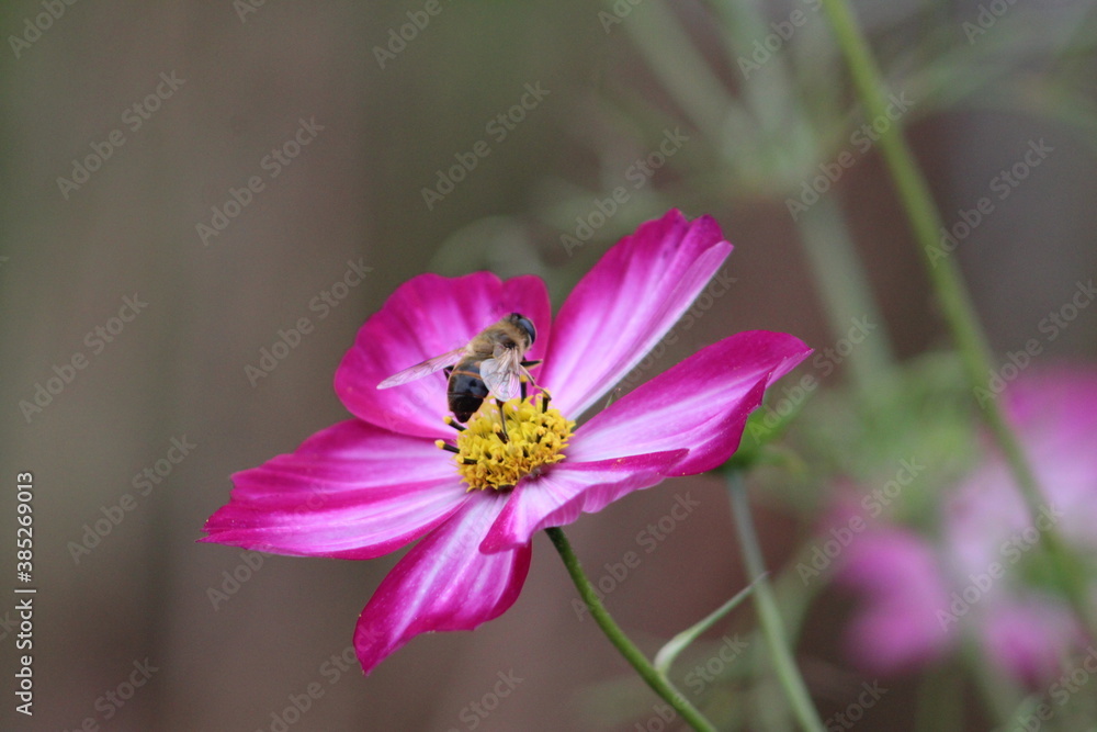 bee on flower