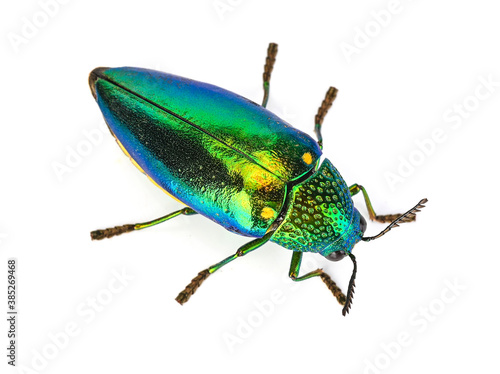 Top view of Buprestidae isolated on white background
