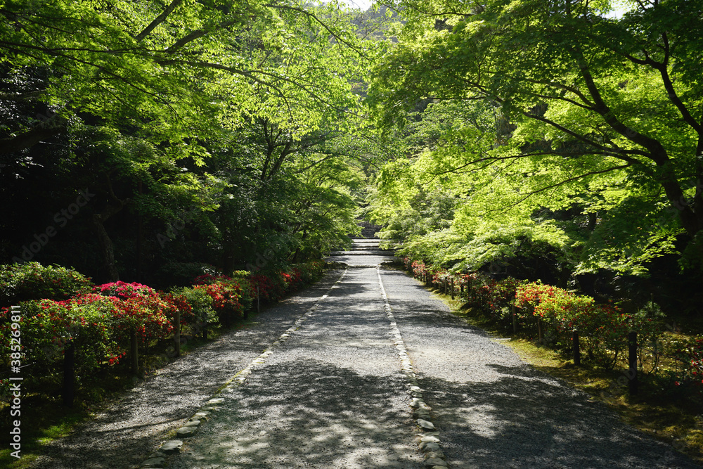 Obraz premium 二尊院、青紅葉の馬場