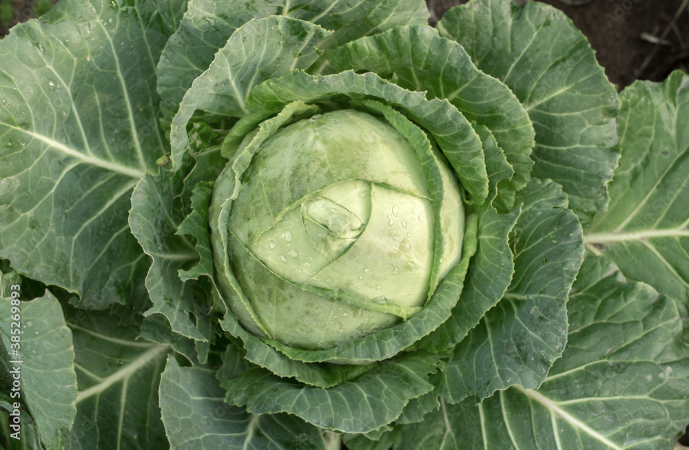 Head of fresh green cabbage with a lot of leaves. Head of fresh green cabbage with a lot of leaves.