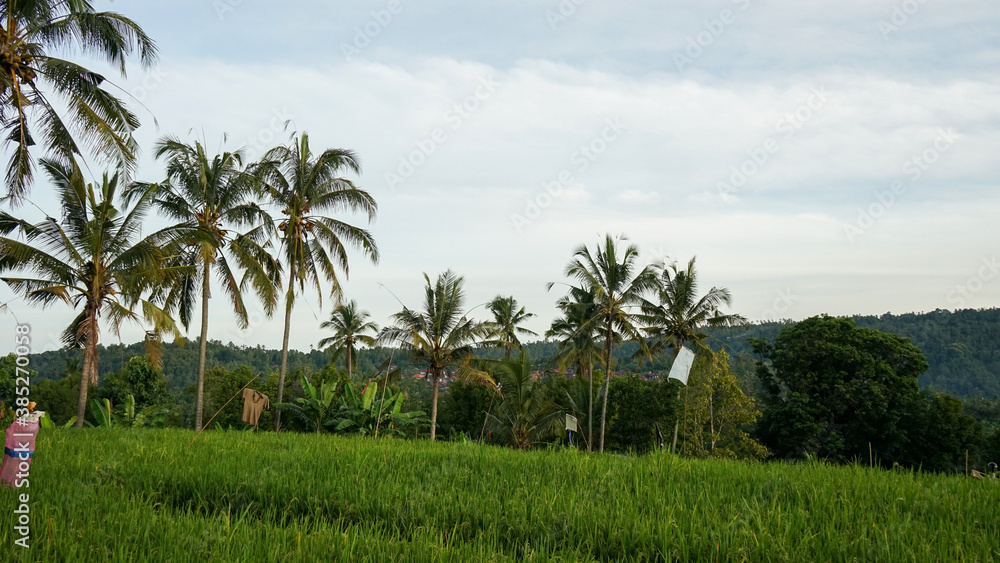 trees in the field