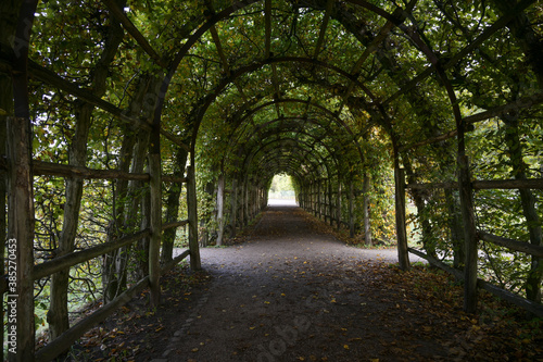 Arbor way from hornbeam with pergola in a large public park, selected focus