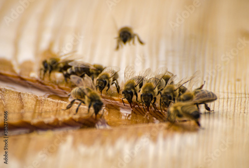 Bees drinking