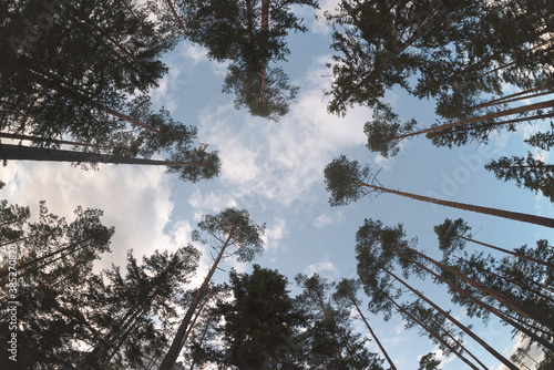 Tall trees. Bottom up view. photo