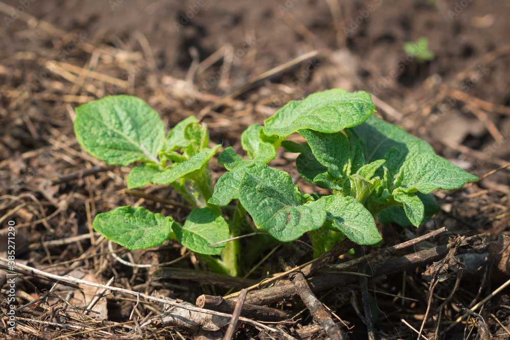 Young potato (lat. Solanum tuberosum) Young potato (lat. Solanum tuberosum)