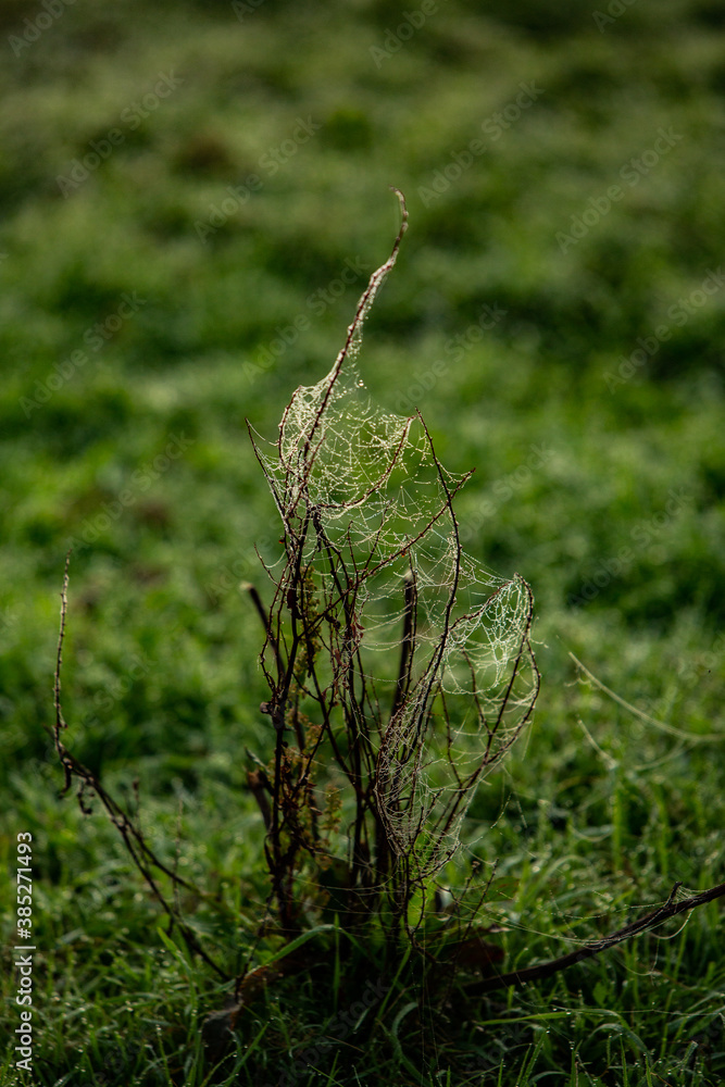 Flowers packed in spider web covered in morning dew. Flowers packed in spider web covered in morning dew.