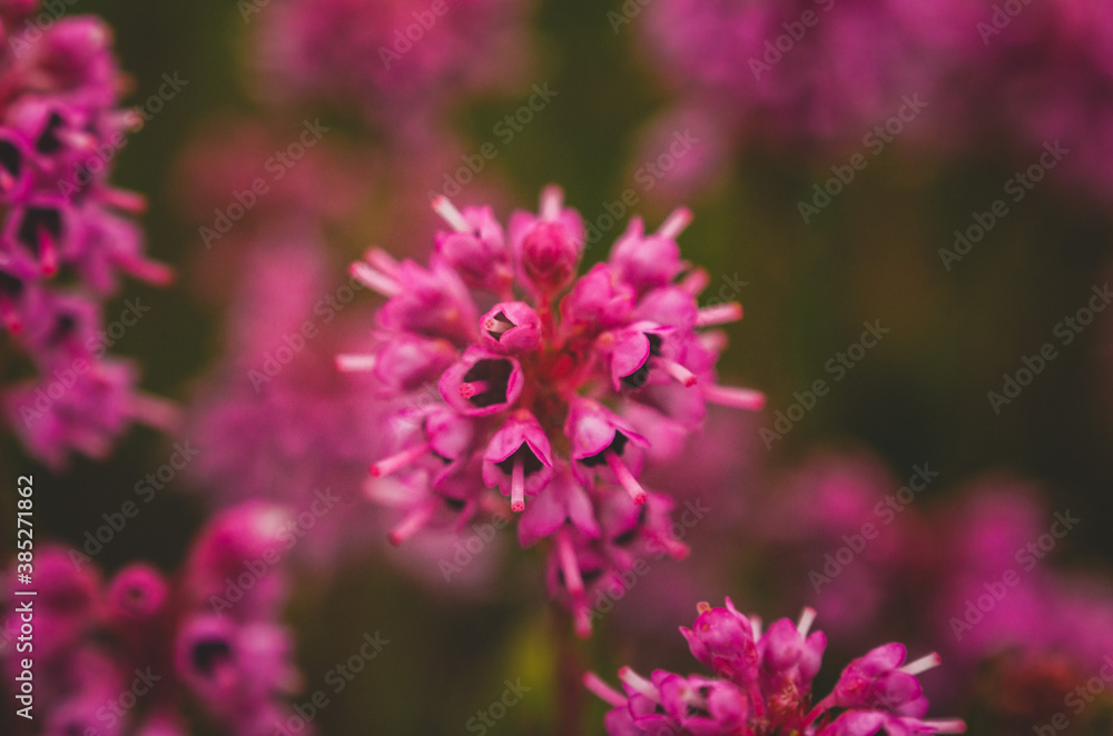 Calluna macro