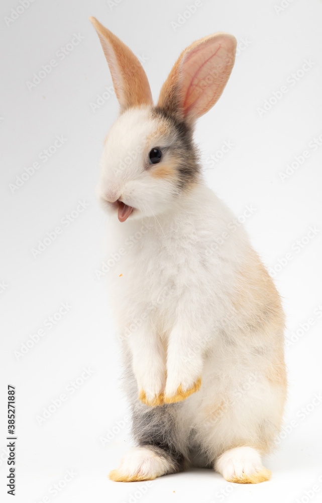 The three colored litters stick their tongues in exhaustion. On a white backdro