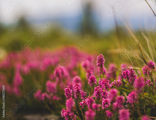 Calluna vulgaris