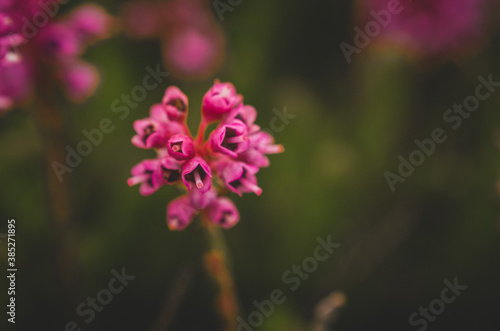 Calluna