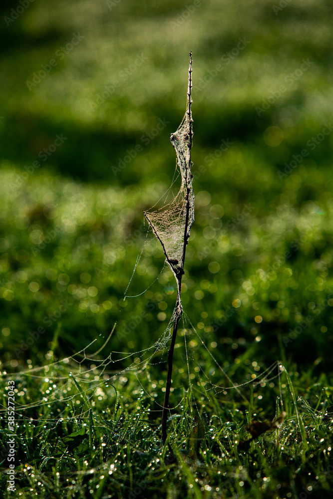 Flowers packed in spider web covered in morning dew. Flowers packed in spider web covered in morning dew.