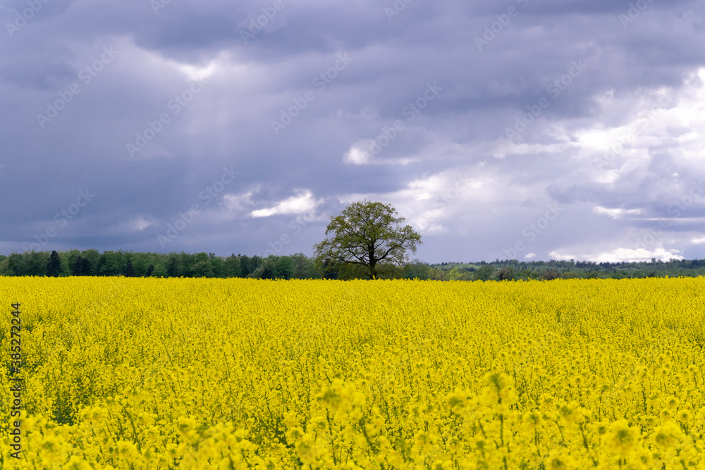 rapeseed field and sky