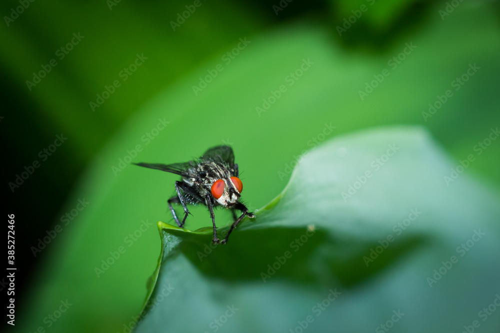 A flesh fly of the family Sarcophagidae. A flesh fly of the family Sarcophagidae.