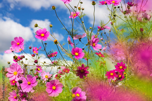 Bright background with pink flowers. Floral background with blue sky