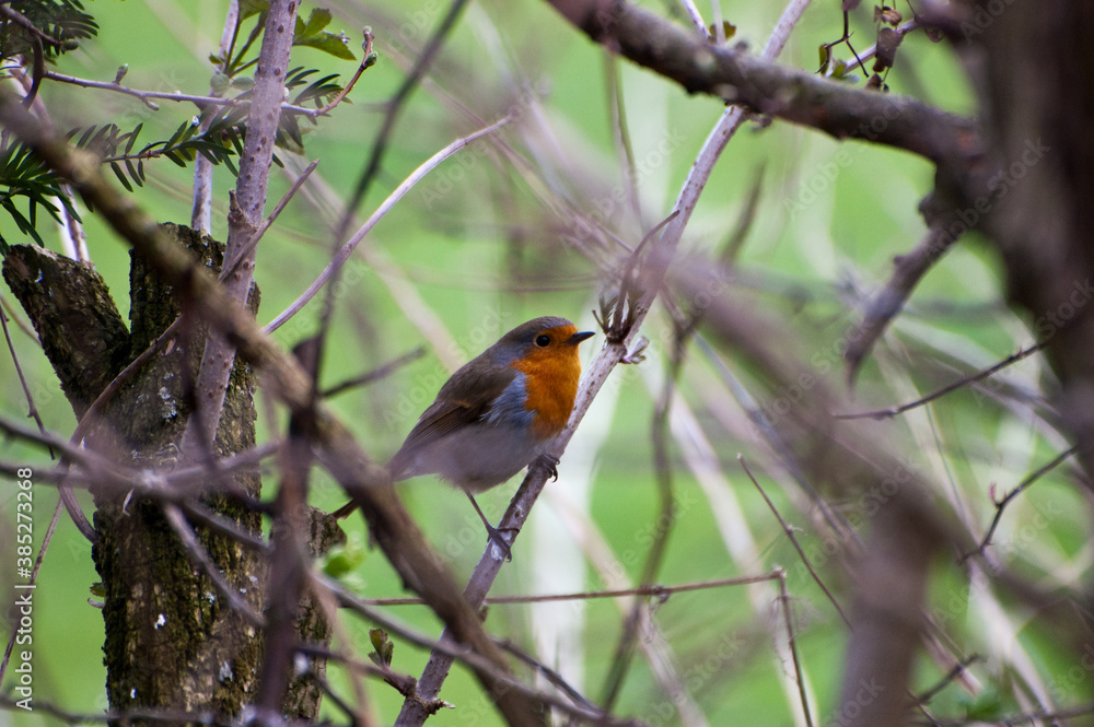 European Robin, perched in hawthorn hedgerow.
European Robin, perched in hawthorn hedgerow.