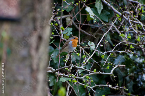 Robin Perched In Ivy Bush
